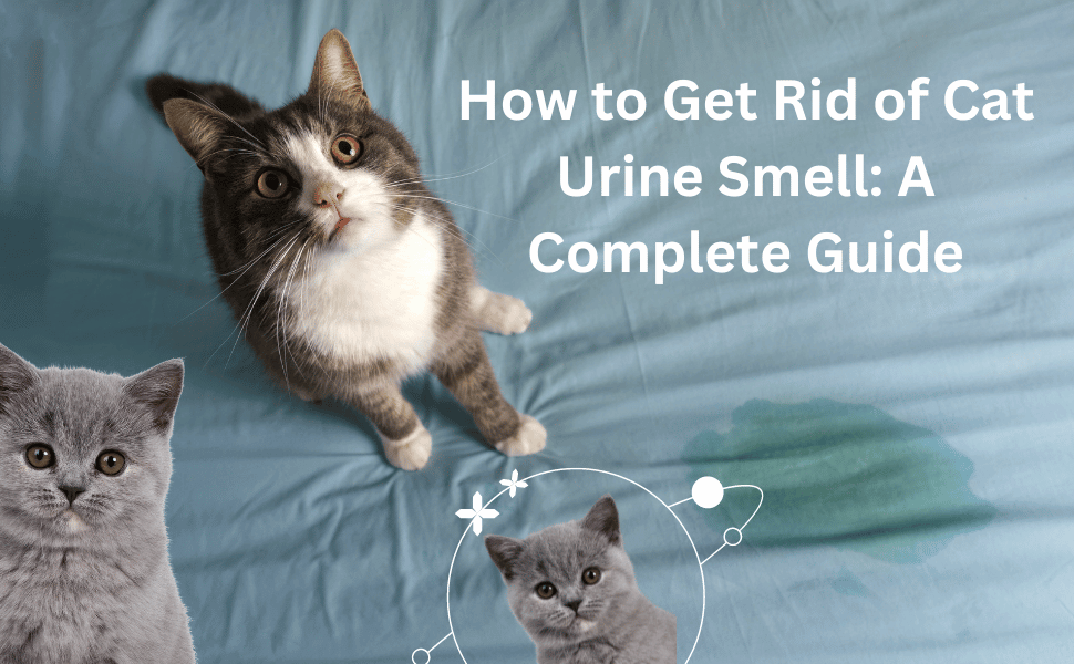 You are currently viewing How to Get Rid of Cat Urine Smell: A Complete Guide