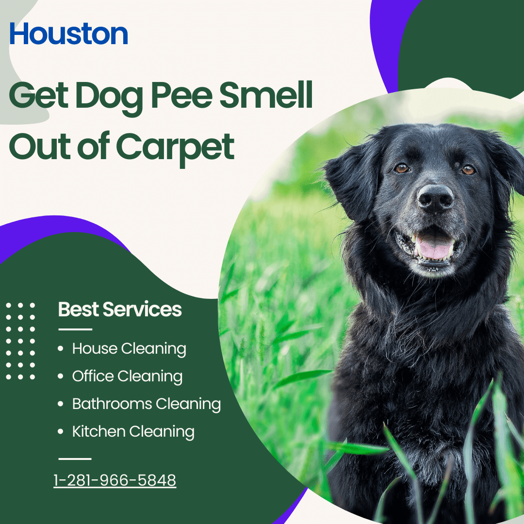 You are currently viewing Get Dog Pee Smell Out of Carpet: Tips for a Fresh Home